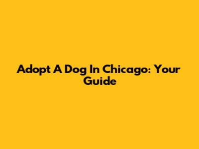 Adopt A Dog In Chicago: Your Guide