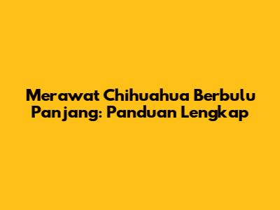 Merawat Chihuahua Berbulu Panjang: Panduan Lengkap