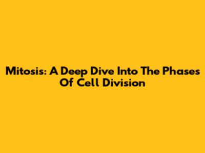 Mitosis: A Deep Dive Into The Phases Of Cell Division