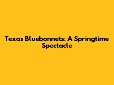 Texas Bluebonnets: A Springtime Spectacle